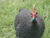 Neugieriges Perlhuhn